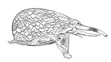 Cone snail