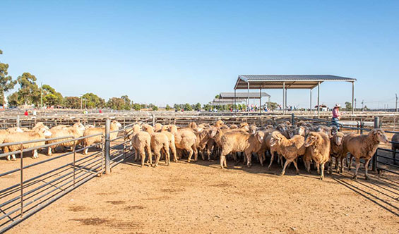 Griffith Saleyards