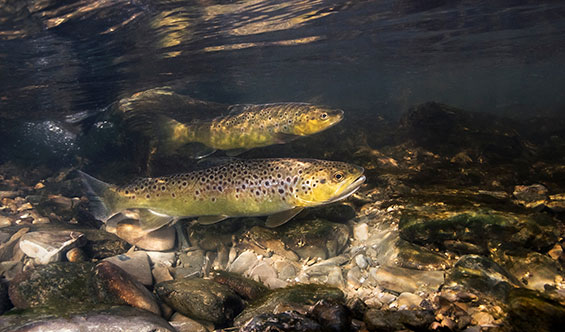 Spawning trout