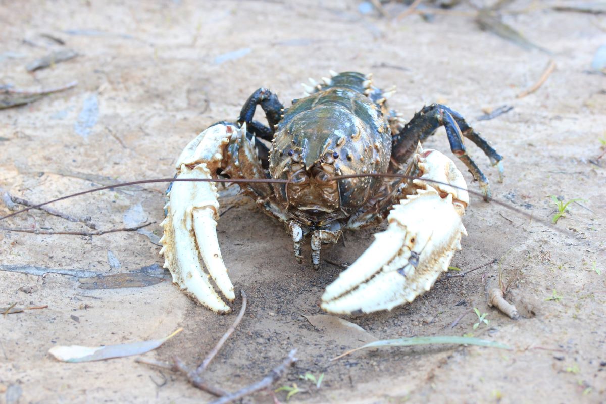 Murray Crayfish - Credit NSW DPI
