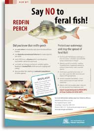 download redfin perch poster