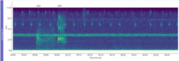 Grey-headed Flying Fox spectrogram image