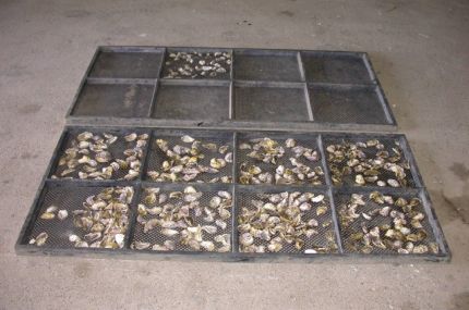 Oysters in 2 trays. 1 tray is nearly full and one tray is nearly empty. Full tray contains oysters bred from the QX resistant lines.