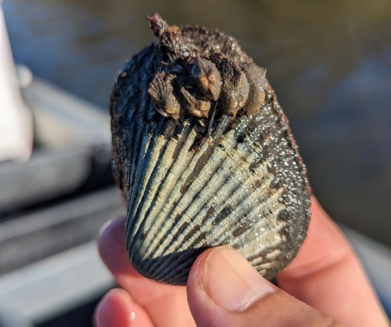 Sydney cockle being held in researcher's hands in front of estuary.