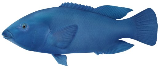 Blue groper