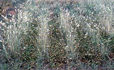 Wallaby grass