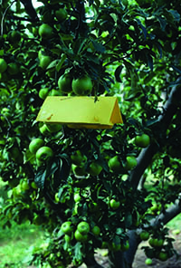A delta trap with sticky inserts and a pheromone lure to monitor adult codling moth activity