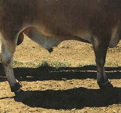 An ideal sheath on a 2-year-old bull