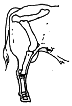 Bull post legs
