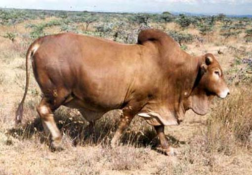 Boran bull
