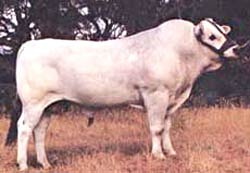 Chianina bull