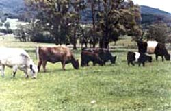 Galloway cows