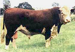 Poll hereford bull