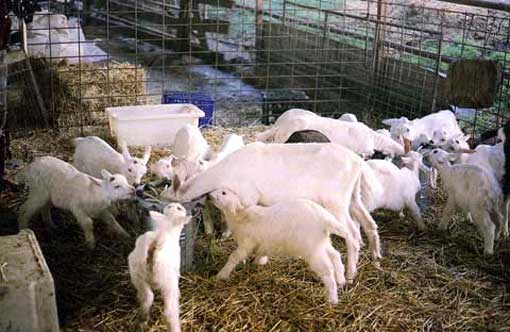Metodos artificiales de cria de cabras 1