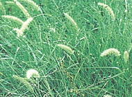 Buffel grass