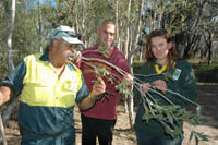 Aboriginal cultural heritage officer Richard Kelly and Yarrawarra Aboriginal Cultural Heritage Centre officer Milton Duroux show North East Region ecology team member Anna Lloyd the significance of paperbark tree leaves