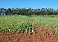 NSW DPI is running the world's largest demonstration of biochar, with over 150 field plots under management.