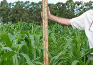 Control corn grew to a height of 1200mm