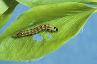 Helicoverpa caterpillar