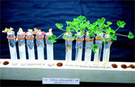 Photo showing the dramatic response in subterranean clover (on the right) to biologically-fixed nitrogen after inoculation with rhizobia.