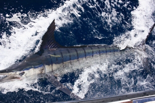 A marlin being tagged