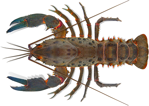 Spiny crayfish