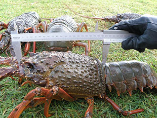 Measuring an oversize lobster