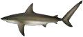 Shark - Whaler