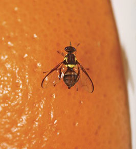 Queensland Fruit Fly with yellow markings situated on an orange peel