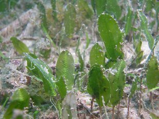 Halophila ovalis (oval seagrass)