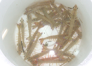 Eastern King Prawn in a bucket