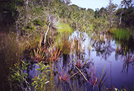 Habitat of Oxleyan pygmy perch