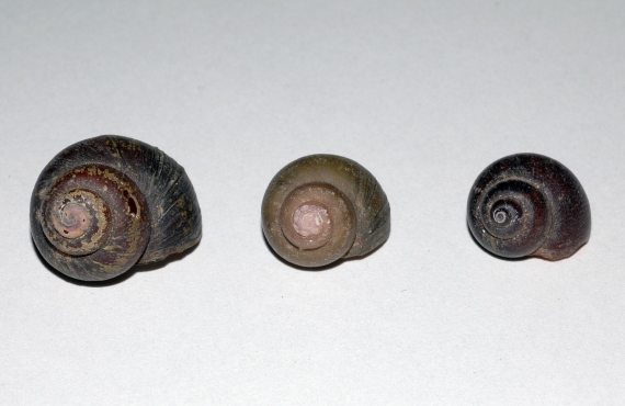 Three Hanley's River Snails