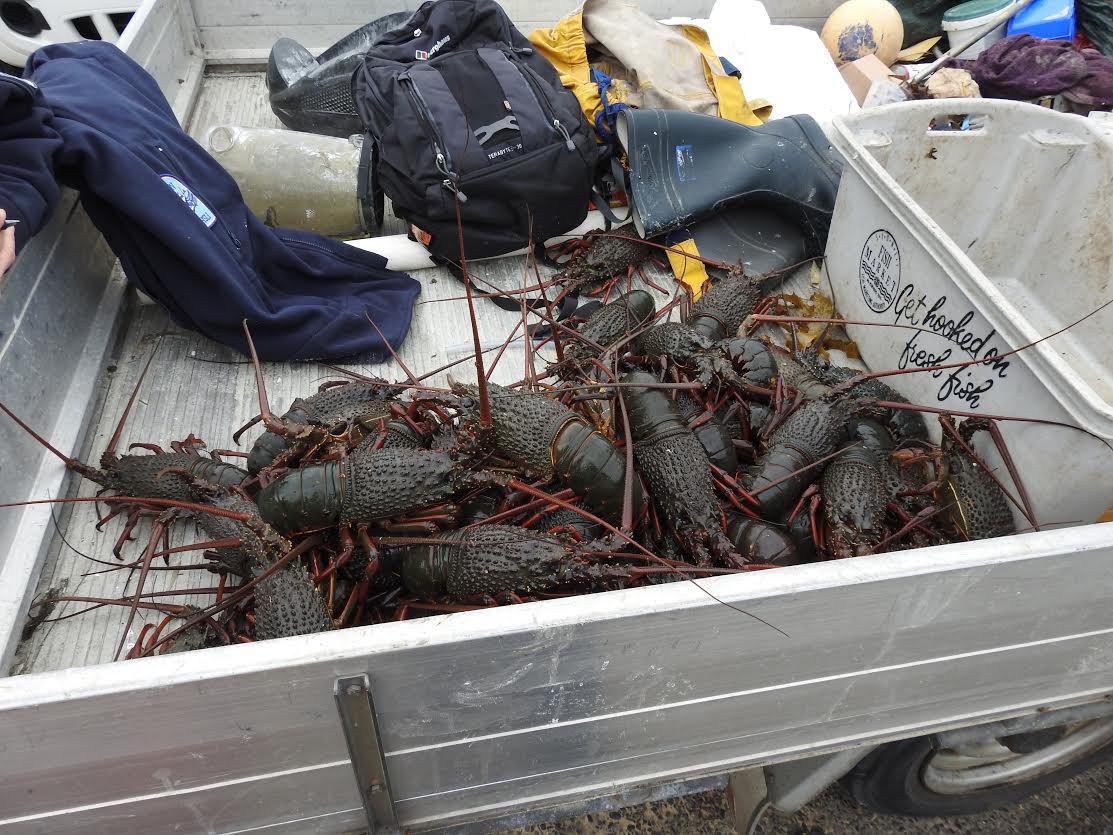 Fisheries photo of lobsters seized