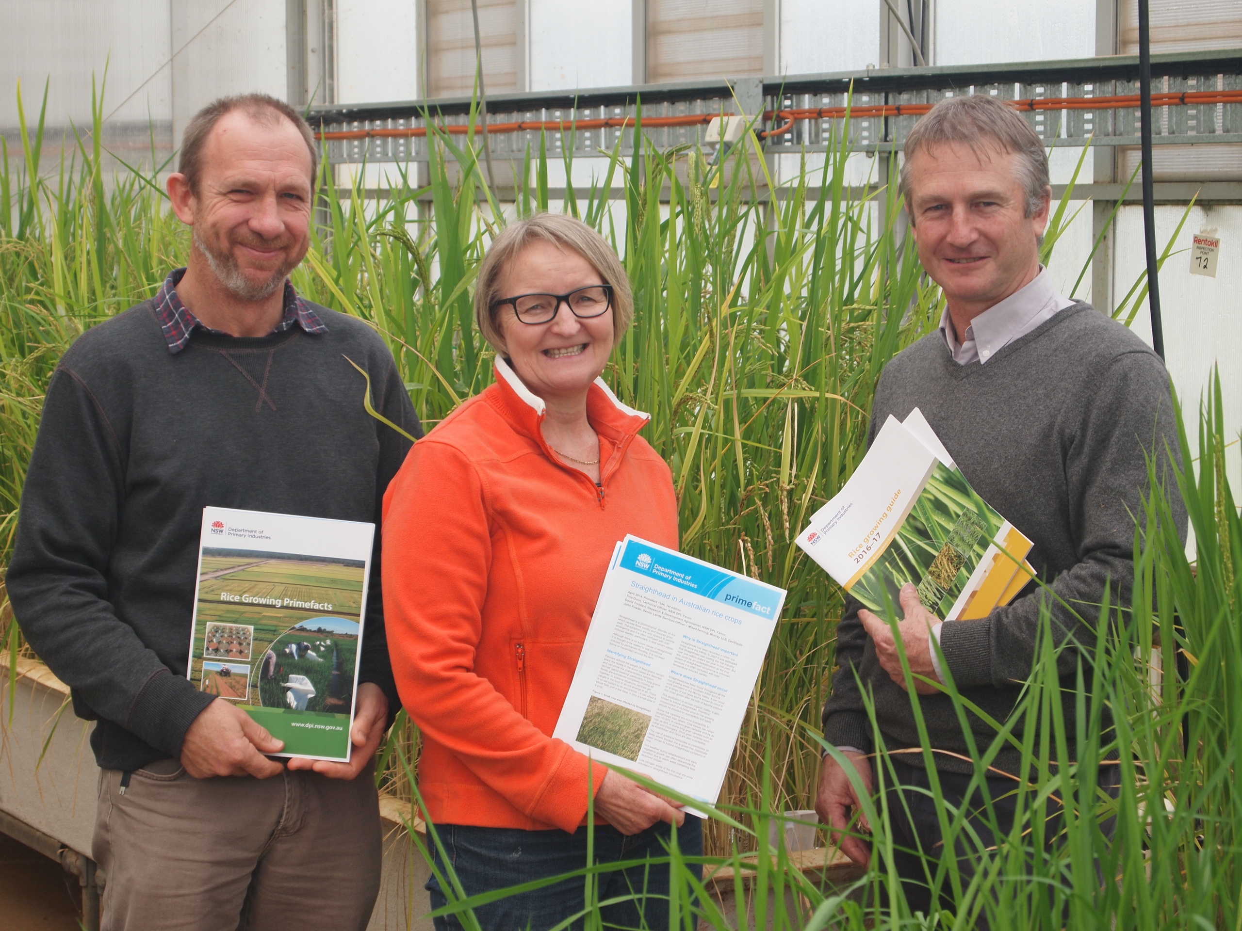 The three researchers standing by a bed of experimental rice