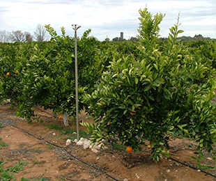 A demonstration of a converted drip system