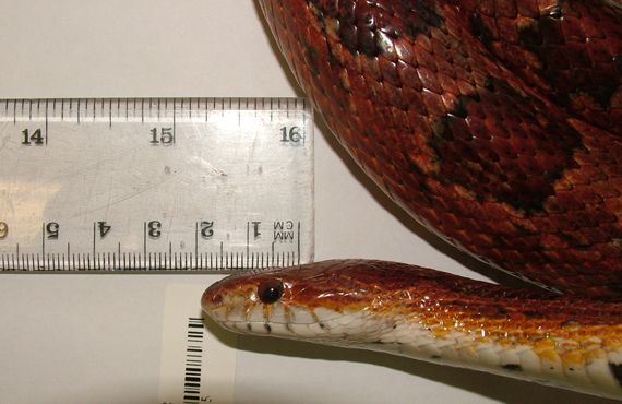 Side view of head of larger American corn snake