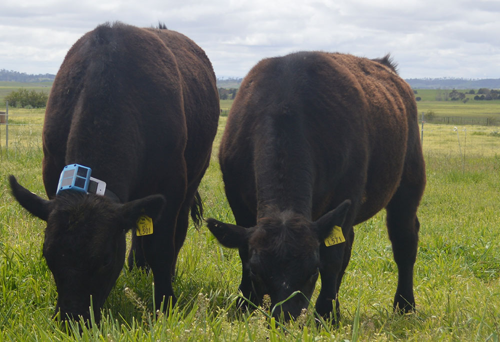 Two cows in a paddock, one has the black sensor around its neck