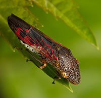 A close up of the insect