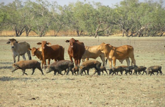 mob of feral pigs walking past cattle