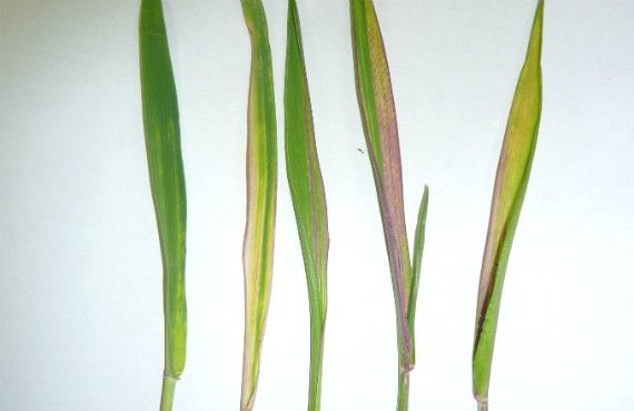 Figure 4. Discolouration of wheat leaves caused by Russian wheat aphid