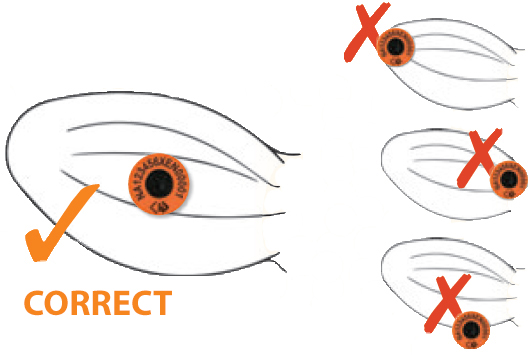 Apply tag to the RIGHT (offside) EAR only as shown in the graphic above and the image below.