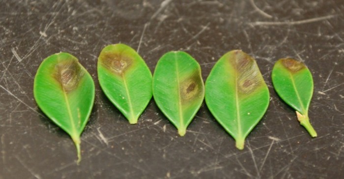 dark brown fungal lesions on five box leaves caused by Buxus blight fungus.