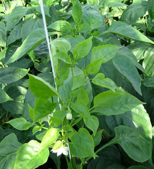 Capsicum plant (foreground) leaves are pale green, tappered and slightly cupped compared with the normal capsicum plants in the background