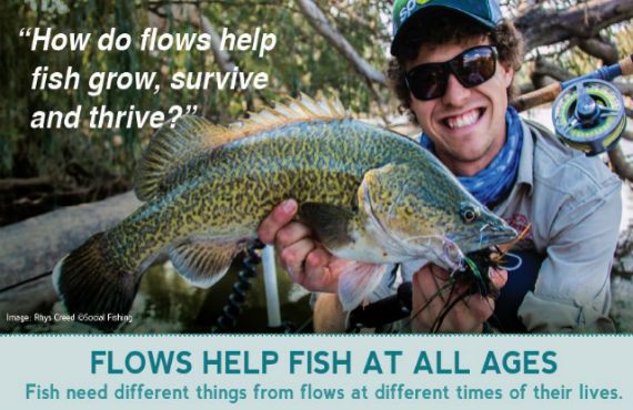 How do flows help fish grow, survive and thrive?