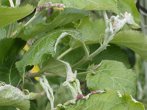 Leaves of an apple tree, some healthy, others are distorted, rolled and discoloured