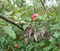 Branch of apple tree that has curled into a hook shape and leaves are browned and dying 