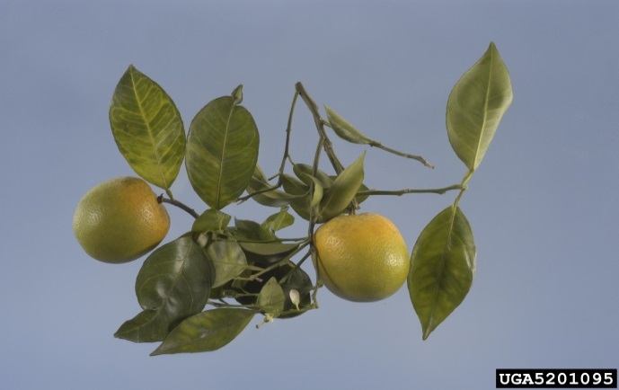 Citrus fruit and leaves showing how the fruit is yellow towards stem but remains green at bottom