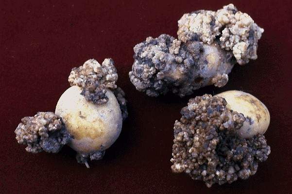 Potato tubers with wart like growths protruding from the surface