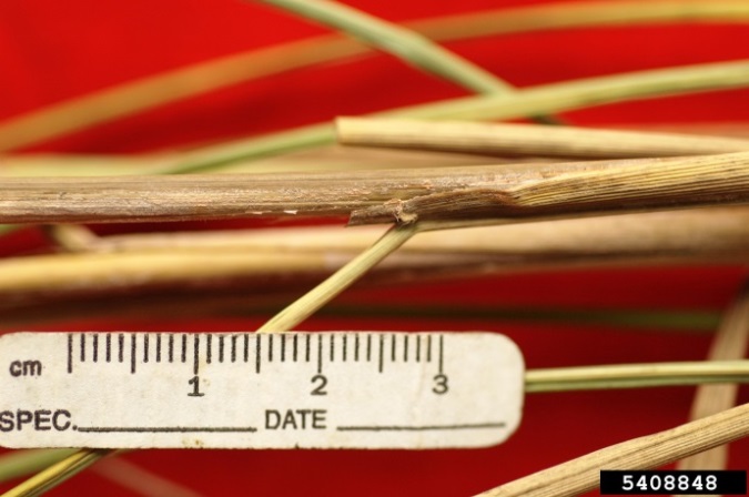 Cut stems of a rice plant with light yellow-tan colour and a ruler giving size comparison 